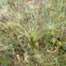 Fotografia 10 da espécie Aegilops geniculata do Jardim Botânico UTAD