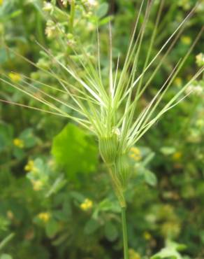 Fotografia 11 da espécie Aegilops geniculata no Jardim Botânico UTAD