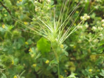 Fotografia da espécie Aegilops geniculata