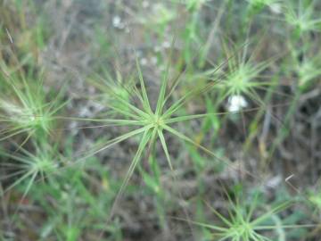 Fotografia da espécie Aegilops geniculata