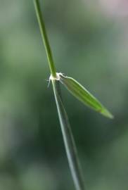 Fotografia da espécie Aegilops geniculata