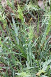 Fotografia da espécie Aegilops geniculata