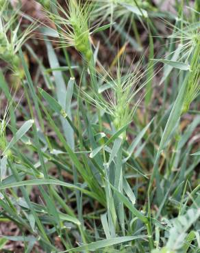 Fotografia 14 da espécie Aegilops geniculata no Jardim Botânico UTAD