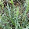 Fotografia 14 da espécie Aegilops geniculata do Jardim Botânico UTAD