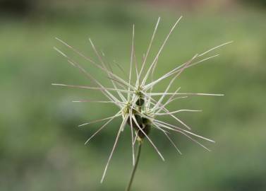 Fotografia da espécie Aegilops geniculata