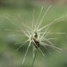 Fotografia 15 da espécie Aegilops geniculata do Jardim Botânico UTAD