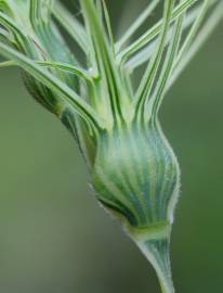 Fotografia da espécie Aegilops geniculata