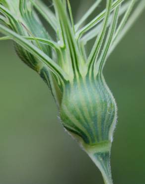 Fotografia 16 da espécie Aegilops geniculata no Jardim Botânico UTAD