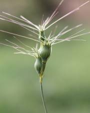 Fotografia da espécie Aegilops geniculata