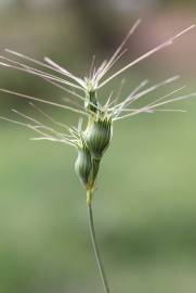 Fotografia da espécie Aegilops geniculata