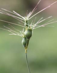 Aegilops geniculata