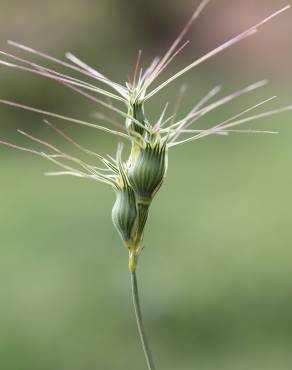 Fotografia 1 da espécie Aegilops geniculata no Jardim Botânico UTAD