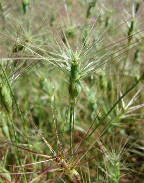 Fotografia 17 da espécie Aegilops geniculata no Jardim Botânico UTAD