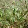 Fotografia 17 da espécie Aegilops geniculata do Jardim Botânico UTAD