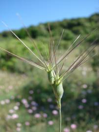 Fotografia da espécie Aegilops geniculata