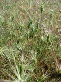 Fotografia da espécie Aegilops geniculata