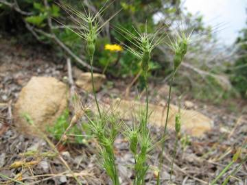 Fotografia da espécie Aegilops geniculata