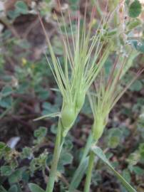 Fotografia da espécie Aegilops geniculata