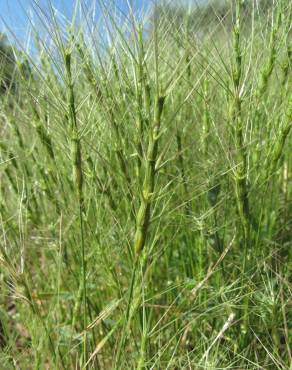 Fotografia 8 da espécie Aegilops triuncialis no Jardim Botânico UTAD