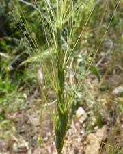 Fotografia da espécie Aegilops triuncialis