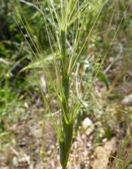 Aegilops triuncialis