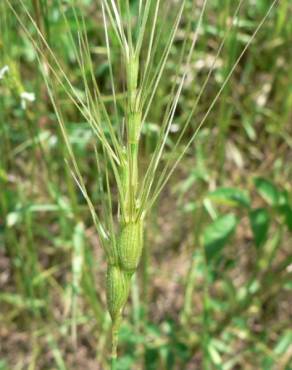 Fotografia 9 da espécie Aegilops triuncialis no Jardim Botânico UTAD