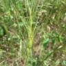 Fotografia 9 da espécie Aegilops triuncialis do Jardim Botânico UTAD