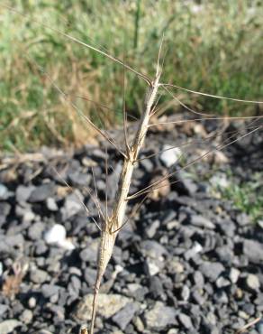 Fotografia 10 da espécie Aegilops triuncialis no Jardim Botânico UTAD