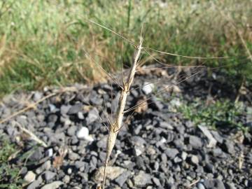 Fotografia da espécie Aegilops triuncialis