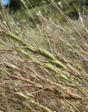 Fotografia 11 da espécie Aegilops triuncialis no Jardim Botânico UTAD