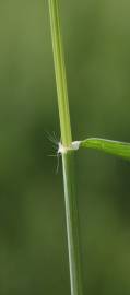 Fotografia da espécie Aegilops triuncialis