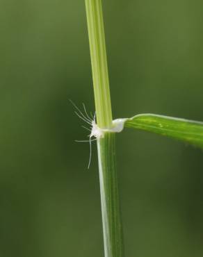 Fotografia 12 da espécie Aegilops triuncialis no Jardim Botânico UTAD