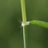 Fotografia 12 da espécie Aegilops triuncialis do Jardim Botânico UTAD