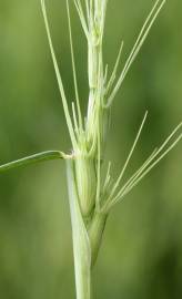 Fotografia da espécie Aegilops triuncialis