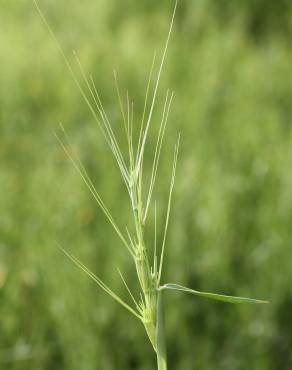 Fotografia 14 da espécie Aegilops triuncialis no Jardim Botânico UTAD