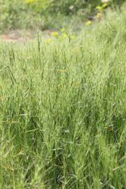 Fotografia da espécie Aegilops triuncialis