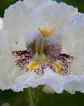 Fotografia 7 da espécie Catalpa bignonioides no Jardim Botânico UTAD