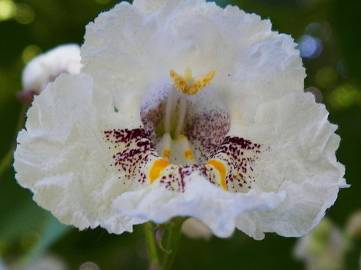 Fotografia da espécie Catalpa bignonioides