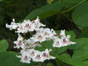 Fotografia da espécie Catalpa bignonioides