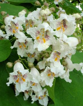 Fotografia 9 da espécie Catalpa bignonioides no Jardim Botânico UTAD