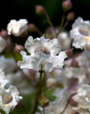 Fotografia 10 da espécie Catalpa bignonioides no Jardim Botânico UTAD