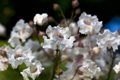 Fotografia da espécie Catalpa bignonioides