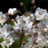 Fotografia 10 da espécie Catalpa bignonioides do Jardim Botânico UTAD