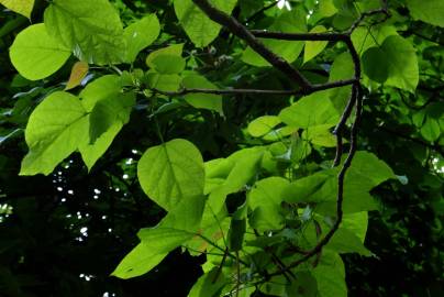 Fotografia da espécie Catalpa bignonioides