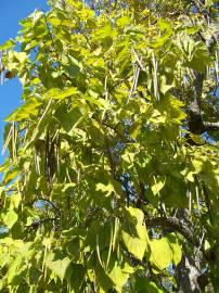 Fotografia da espécie Catalpa bignonioides