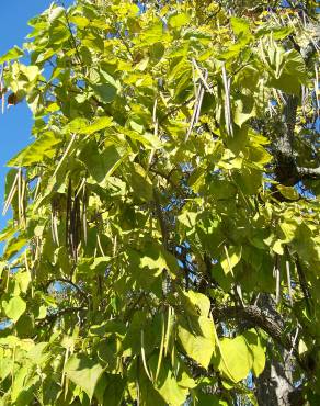 Fotografia 12 da espécie Catalpa bignonioides no Jardim Botânico UTAD