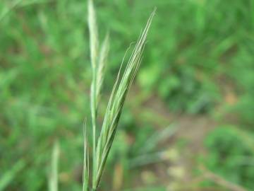 Fotografia da espécie Brachypodium sylvaticum