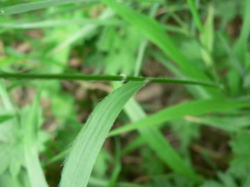 Fotografia da espécie Brachypodium sylvaticum