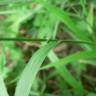 Fotografia 9 da espécie Brachypodium sylvaticum do Jardim Botânico UTAD