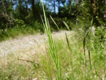 Fotografia da espécie Brachypodium sylvaticum